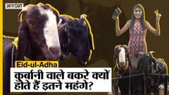 Eid-ul-Adha: कुर्बानी वाले बकरे क्यों होते हैं इतने महंगे? Meena Bazar | Bakra Eid | Jama Masjid