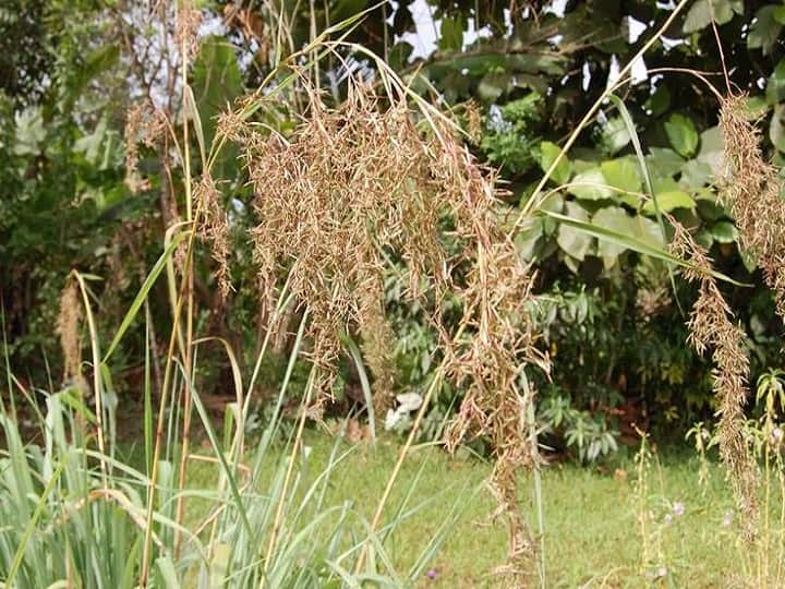 Commercial cultivation of aromatic grass palmarosa can earn good money for next 6 years Herbal Farming: 6 साल में करोड़पति बन सकते हैं किसान, जल्द शुरू करें इस खुशबूदार घास की कमर्शियल फार्मिंग