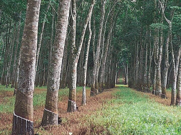கன்னியாகுமரி: தொடர் மழையினால் குமரியில் நிலவும் குளு குளு சீசன்;  மகிழ்ச்சியில் சுற்றுலாப்பயணிகள்..!