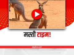 Watch: मस्ती करते इस बेबी कंगारू का वीडियो है बेहद क्यूट