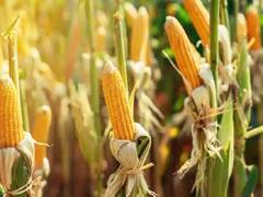 Monsoon 2022: ਕਮਜ਼ੋਰ ਮਾਨਸੂਨ 'ਚ ਵੀ ਬੰਪਰ ਮੁਨਾਫਾ ਦੇਣਗੀਆਂ ਇਹ 5 ਫਸਲਾਂ, ਜਾਣੋ ਇਨ੍ਹਾਂ ਬਾਰੇ