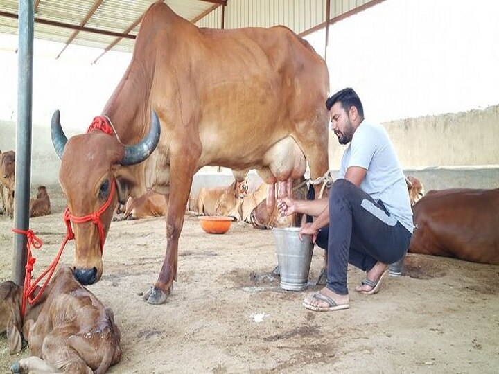 Cow Farming: सबसे ज्यादा दूध देती है गाय की ये देसी नस्ल, डेरी फार्मिंग के लिये दुनिया भर में है डिमांड