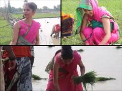 ਖੇਤਾਂ 'ਚ ਝੋਨਾ ਲਾਉਂਦੀ ਨਜ਼ਰ ਆਈ ਇਹ ਮਸ਼ਹੂਰ ਟੀਵੀ ਅਦਾਕਾਰਾ, ਸਾਦਗੀ ਦੇਖ ਕੇ ਫੈਨਜ਼ ਨੇ ਕਿਹਾ 'ਅਸਲੀ ਭਾਰਤੀ ਨਾਰੀ'