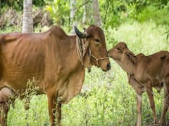Cow Farming: सबसे ज्यादा दूध देती है गाय की ये देसी नस्ल, डेरी फार्मिंग के लिये दुनिया भर में है डिमांड