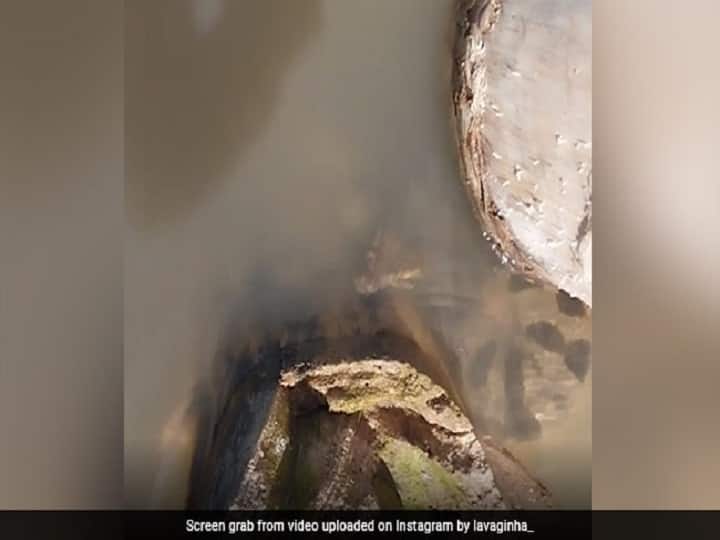 Viral Video Anaconda Leaps Out Of Water And Bites Brazilian Man Video : பதுங்கிய பிறகு பம்மி எழுந்த அனகோன்டா பாம்பு...பதறவைத்த காட்சிகள்...வைரல் வீடியோ