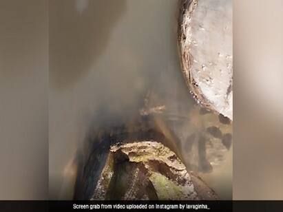 Viral Video Anaconda Leaps Out Of Water And Bites Brazilian Man Video : பதுங்கிய பிறகு பம்மி எழுந்த அனகோன்டா பாம்பு...பதறவைத்த காட்சிகள்...வைரல் வீடியோ