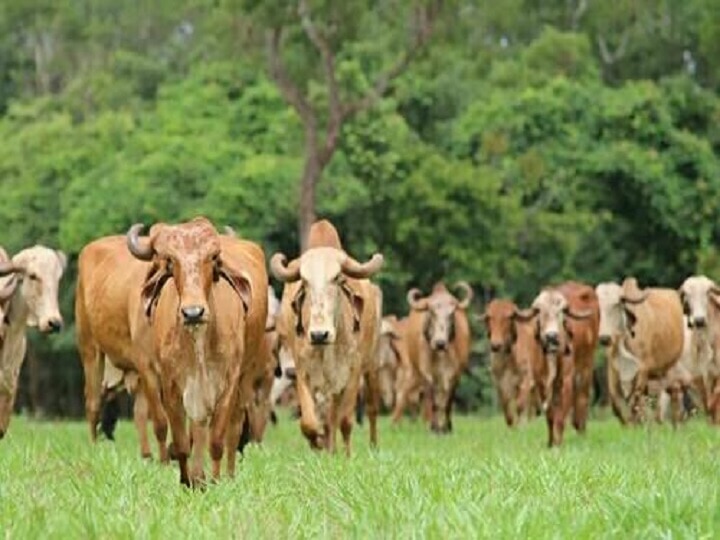 Cow Farming: सबसे ज्यादा दूध देती है गाय की ये देसी नस्ल, डेरी फार्मिंग के लिये दुनिया भर में है डिमांड