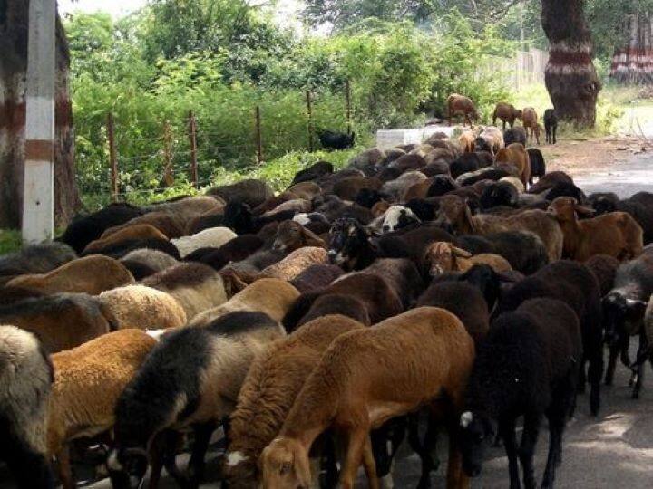 Bakrid 2022:  Around 2 lakh sheep are expected to be sold on Bakrid in Hyderabad, know what is the rate in the market Bakrid 2022: हैदराबाद में बकरीद के त्योहार पर 2 लाख के करीब भेड़ें बिकने की उम्मीद