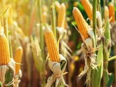 Monsoon 2022: कमजोर मानसून में भी बंपर मुनाफा देंगी ये 5 फसलें, यहां जानें इनके बारे में