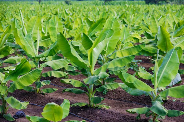 Banana Farming: फलों से लद जाएगा केले का पेड़, वैज्ञानिकों ने इजाद की पैसा बढ़ाने वाली उन्नत तकनीक, जानें