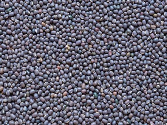 ਉੜਦ ਦੀ ਖੇਤੀ- ਘੱਟ ਪਾਣੀ ਵਾਲੇ ਖੇਤਰਾਂ ਵਿੱਚ ਉੜਦ ਦੀ ਫ਼ਸਲ ਬੰਪਰ ਪੈਦਾਵਾਰ ਦਿੰਦੀ ਹੈ। ਇਸ ਦੀ ਕਾਸ਼ਤ ਲਈ ਜ਼ਿਆਦਾ ਸਿੰਚਾਈ ਦੀ ਲੋੜ ਨਹੀਂ ਪੈਂਦੀ ਪਰ ਬਰਸਾਤ ਅਤੇ ਗਰਮੀ ਦੇ ਮੌਸਮ ਵਿੱਚ ਇਹ ਫ਼ਸਲ 60-65 ਦਿਨਾਂ ਵਿੱਚ ਤਿਆਰ ਹੋ ਜਾਂਦੀ ਹੈ।