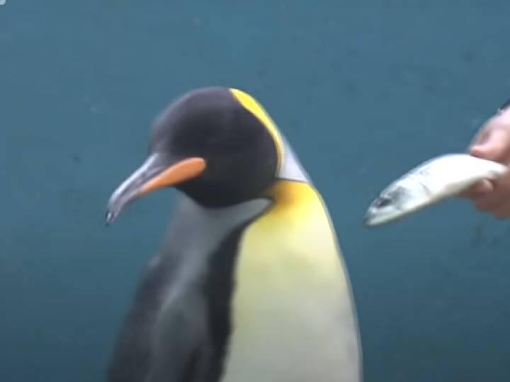 penguin refusing to eat low quality fish at a aquarium in japan Watch video: ”உவ்வாக், இதையெல்லாம் சாப்ட மாட்டேன் ப்பே..”: மீன் உண்ண மறுக்கும் பென்குயின்.. வைரலாகும் வீடியோ..