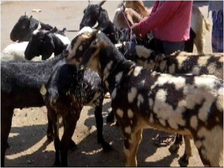 prayagraj Eid al Adha to celebrated with full fervor preparation on amid tight security ann Prayagraj News: प्रयागराज के बाजार में तीन लाख तक के बकरे उपलब्ध, बकरीद पर मार्केट में दिखी रौनक