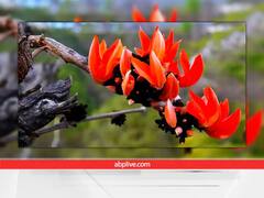 Palash Flower Upay : ਘਰ 'ਚ ਪੈਸਿਆਂ ਦੀ ਥਾਂ 'ਤੇ ਰੱਖ ਦਿਓ ਇਹ ਇਕ ਫੁੱਲ, ਕਦੇ ਨਹੀਂ ਹੋਵੇਗੀ ਧਨ-ਦੌਲਤ ਦੀ ਕਮੀ