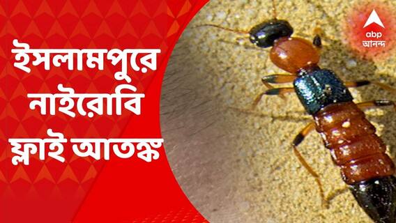 Nairobi Fly: এবার উত্তর দিনাজপুরের ইসলামপুরে নাইরোবি ফ্লাই আতঙ্ক