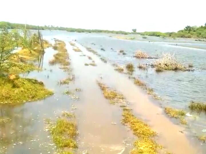 Seawater infiltrating farmland, farmers suffering. மயிலாடுதுறை: கடல்நீரால் பாழாகும் விளைநிலங்கள் -  விவசாயிகள் வேதனை