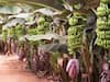 Banana Farming: फलों से लद जाएगा केले का पेड़, वैज्ञानिकों ने इजाद की पैसा बढ़ाने वाली उन्नत तकनीक, जानें