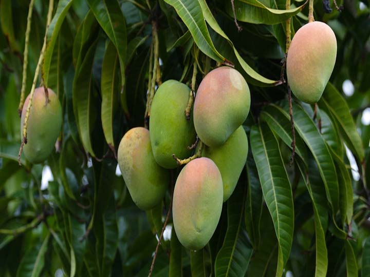 பெரியகுளம் மாங்காய் வரலாறு காணாத விலை வீழ்ச்சி; விவசாயிகளும், வியாபாரிகளும் கவலை