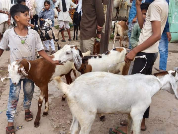 Bakra Eid will be celebrated on July 10 more demand for goats of Jaipur Ajmer Tonk Kota Rajasthan ann Bakra Eid 2022: राजस्थान के इन जिलों के बकरों की है ज्यादा डिमांड, एक लाख तक मिल रही कीमत