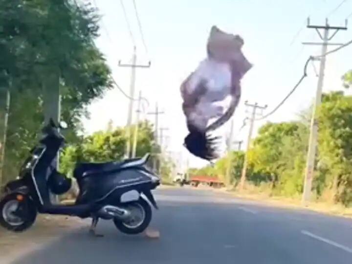 Viral Video: Girl Flips Back Slip While Standing On Scooty Viral Video : ਸਕੂਟੀ 'ਤੇ ਖੜ੍ਹੇ ਹੋ ਕੇ ਕੁੜੀ ਨੇ ਮਾਰੀ ਬੈਕ ਫਲਿਪ, ਲੈਂਡਿੰਗ ਦੇਖ ਕੇ ਹੱਸ-ਹੱਸ ਹੋ ਜਾਓਗੇ ਕਮਲੇ 