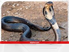 Nag Panchami 2022 Mantra: नाग पंचमी 2 अगस्त को, राशियों के अनुसार मंत्रों से करें नाग देवता की पूजा