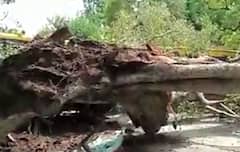 Chandigarh: Teen dies as a tree falls in Carmel Convent School | Panchnama