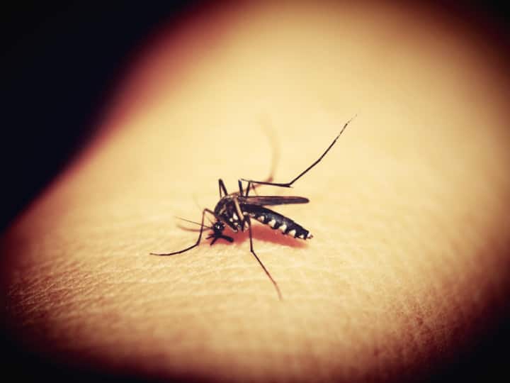 Beware of Mosquitoes In This Monsoon Season Beware of Mosquitoes : ఇంట్లో దోమలు ఎక్కువగా ఉంటున్నాయా అయితే జర భద్రం సుమీ!