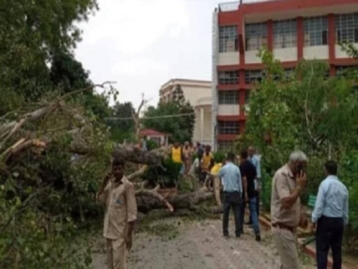 Teen Dies As 250 Year Old Heritage Tree Falls In Chandigarh School 250 ஆண்டுகள் பழமைவாய்ந்த மரம் விழுந்ததில், மாணவர் உயிரிழப்பு.. பெரும் பரபரப்பு..