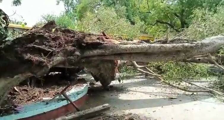 Major accident, Student killed, several injured in Chandigarh school after tree fall ਵੱਡਾ ਹਾਦਸਾ: ਚੰਡੀਗੜ੍ਹ ਦੇ ਸਕੂਲ 'ਚ ਦਰੱਖਤ ਡਿੱਗਣ ਨਾਲ ਵਿਦਿਆਰਥੀ ਦੀ ਮੌਤ, ਕਈ ਹੋਰ ਜ਼ਖਮੀ