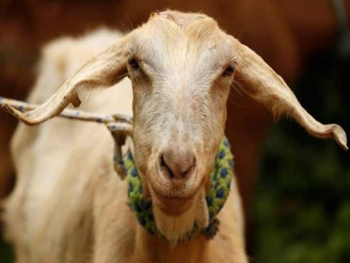 Bakri Eid 2022 Deonar slaughter house ready for Bakri Eid goats will need barcode to prevent theft of goats Bakri Eid 2022 : बकरी ईदसाठी देवनार पशुवधगृह सज्ज, चोरी टाळण्यासाठी बकऱ्यांना लागणार बारकोड  