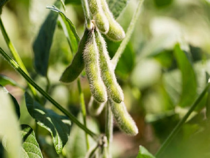 Soyabean Cultivation: लहलहा उठेंगे सोयाबीन के खेत, बुवाई से पहले कर लें ये 5 जरूरी काम