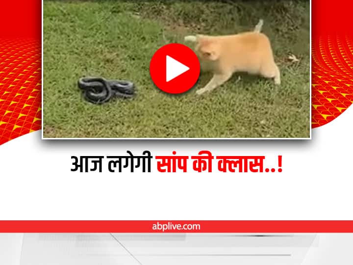 cat attacks snake video viral on social media Watch: बिल्ली ने सांप को जड़े एक के बाद एक कई थप्पड़, वीडियो देख हो जाएंगे हैरान