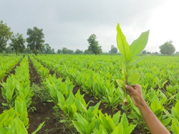 Banana Farming: फलों से लद जाएगा केले का पेड़, वैज्ञानिकों ने इजाद की पैसा बढ़ाने वाली उन्नत तकनीक, जानें