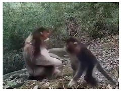Watch : दो बंदरों का ये प्यारा Hug यूजर्स का जीत रहा है दिल, देखें वीडियो