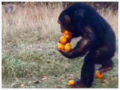 Watch: हाथ, पैर, मुंह से दबाकर फल ले जाते इस चिंपैंजी का वीडियो है बहुत मजेदार