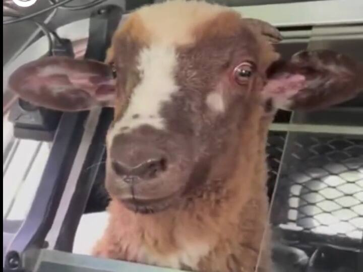 America sheep travelling in a police car Video of a goes viral on social media America sheep travel police car: காவல்துறையின் காரில் செம்மறி ஆடு பயணம்: வீடியோ வைரல்