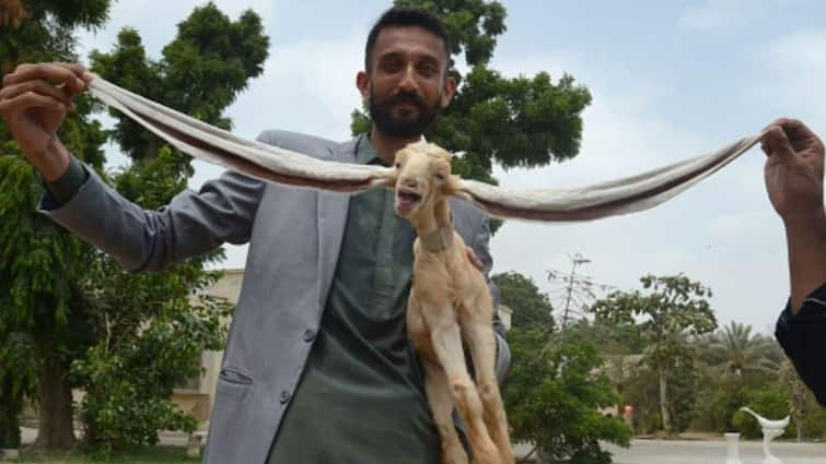 Pakistan’s New Media Star Simba A Month Old Goat With 54 Cm Long Ears Watch Video Viral Video: এ যে লম্বকর্ণ! এক মাস বয়সি ছাগলের কান ২১ ইঞ্চি লম্বা, দেখুন ভাইরাল ভিডিয়ো