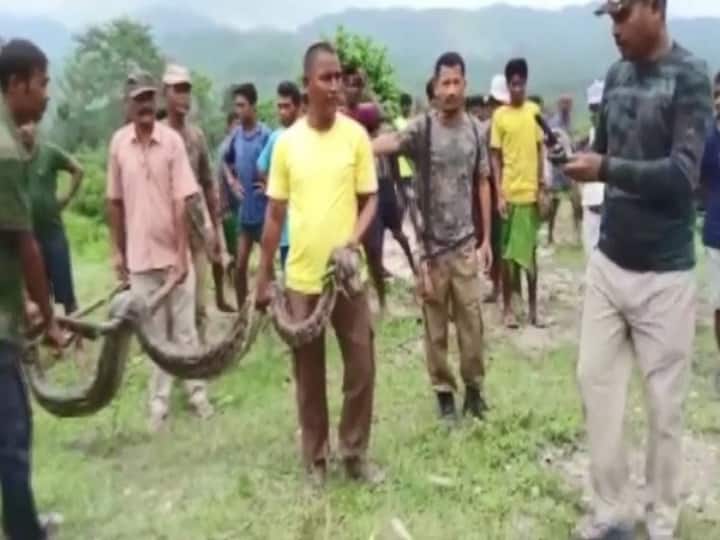 Assam: Villagers Rescue 12-ft Long Injured Python In Baksa Region Assam: Villagers Rescue 12-ft Long Injured Python In Baksa Region