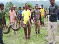 Assam: Villagers Rescue 12-ft Long Injured Python In Baksa Region