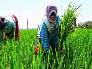 Tamil Nadu Farmers Association announces Continued waiting protest தஞ்சை: விவசாயிகளிடம் ரூ.40 லட்சம் மோசடி?! தொடர் காத்திருப்பு போராட்டம் அறிவித்த விவசாயிகள்!