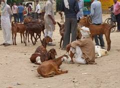 Eid al-Adha 2022: बकरीद पर मंडराया महंगाई का साया, बकरा बाजार में धंधा मंदा होने से व्यापारियों में निराशा