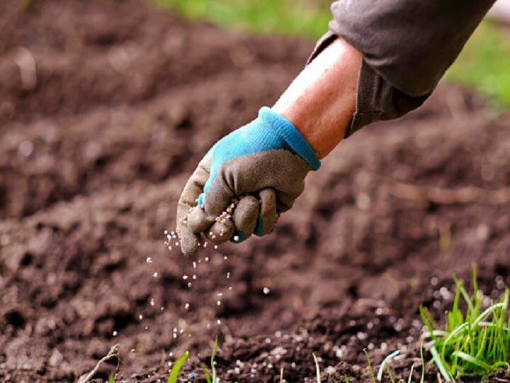 Farming Techniques: कीटनाशक दवाओं पर एक पैसा खर्च नहीं होगा, बुवाई से पहले कर लें छोटा सा काम