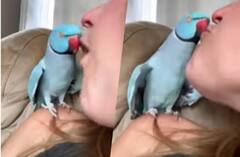 Viral Video: 1 ਕਰੋੜ ਲੋਕਾਂ ਨੇ ਦੇਖਿਆ ਕੁੜੀ ਤੇ ਤੋਤੇ ਦਾ ਕਿਸ, ਚੁੰਮਣ ਤੋਂ ਬਾਅਦ ਕਿਹਾ- ਥੈਂਕ ਯੂ ਬੇਬੀ