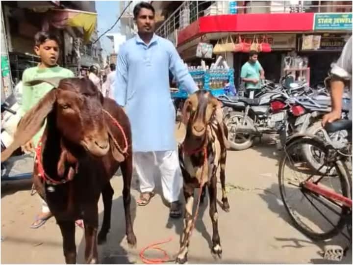 Gorakhapur Goat named Salman Shahrukh Aamir brought to market for sell before bakrid ann Gorakhpur News: बकरीद पर बेचने के लिए लाए गए शाहरुख-सलमान और आमिर नाम के बकरे, जानें- कितनी है कीमत