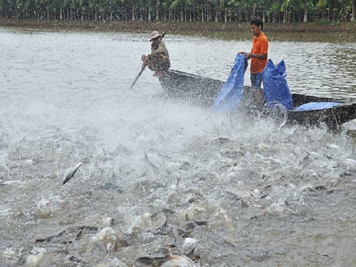 fish farming advisory by Fisheries experts for July month monsoon fish farming Fish Farming Advisory: मछली किसान हो जायें सावधान, मछलियों के तालाब में शुरु करें ये जरूरी काम