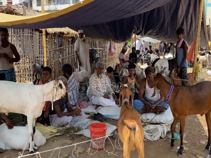 Bakrid 2022: Raja and Moti are the most expensive goats being sold here in Patna, Horlicks with cashews and raisins are given in the food ann Bakrid 2022: पटना में यहां बिक रहा सबसे महंगा बकरा राजा और मोती, खाने में दी जाती है काजू और किशमिश के साथ हॉर्लिक्स