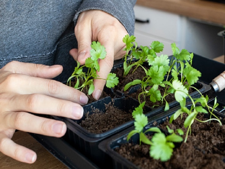 Urban Farming: बरसात में घर की छत पर उगायें एक दम फ्रेश धनिया, यहां जानें पूरी प्रोसेस