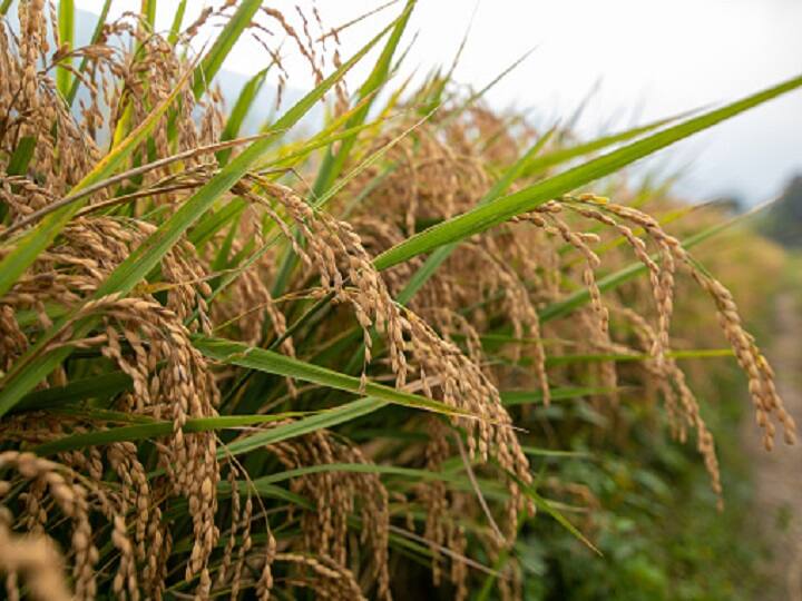 Paddy Cultivation: पूरी दुनिया में फैली धान की 5 किस्मों की खुशबू, खेतों में लगाकर कमायें बंपर मुनाफा