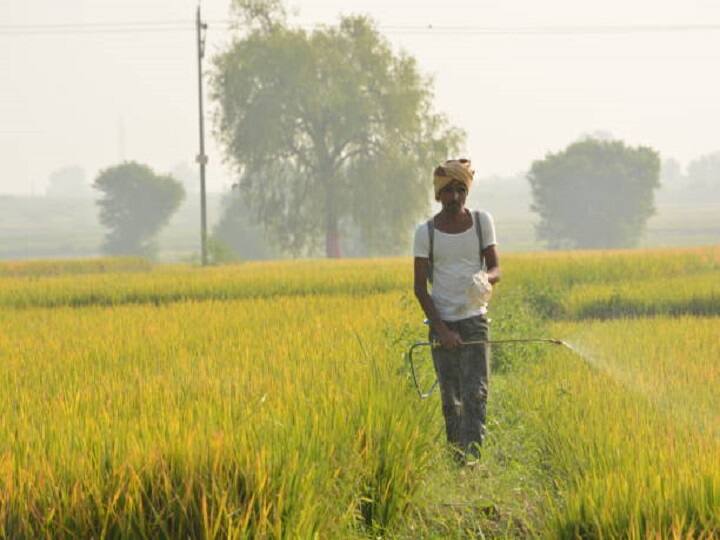 Paddy Cultivation: धान की फसल में ऐसे पहचानें बीमारियां, इस तरीके से करें रोगी फसल का इलाज