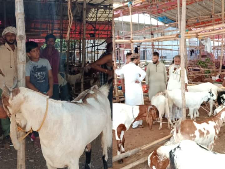 Bakrid  2022 attraction of Bakra Mandi in Varanasi is Sultan goat price fixed in lakh  ANN Bakrid 2022: वाराणसी के बाजार में कुर्बानी को तैयार है 'सुल्तान', एक झलक पाने को बेताब हैं खरीदार